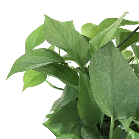 Pothos, 10in, Jade, Hanging Basket - Floral Acres Greenhouse & Garden Centre