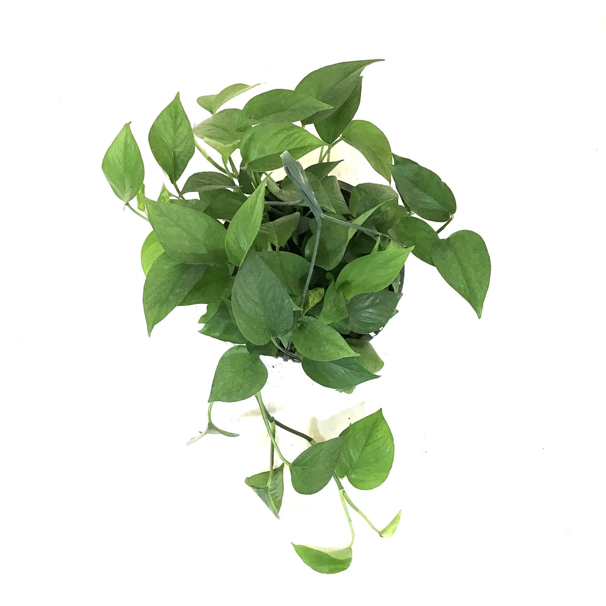 Pothos, 10in, Jade, Hanging Basket - Floral Acres Greenhouse & Garden Centre