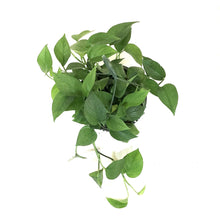 Load image into Gallery viewer, Pothos, 10in, Jade, Hanging Basket - Floral Acres Greenhouse &amp; Garden Centre
