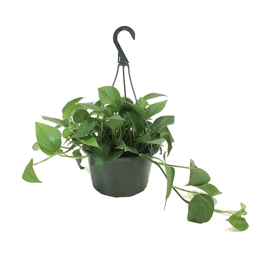 Pothos, 10in, Jade, Hanging Basket - Floral Acres Greenhouse & Garden Centre