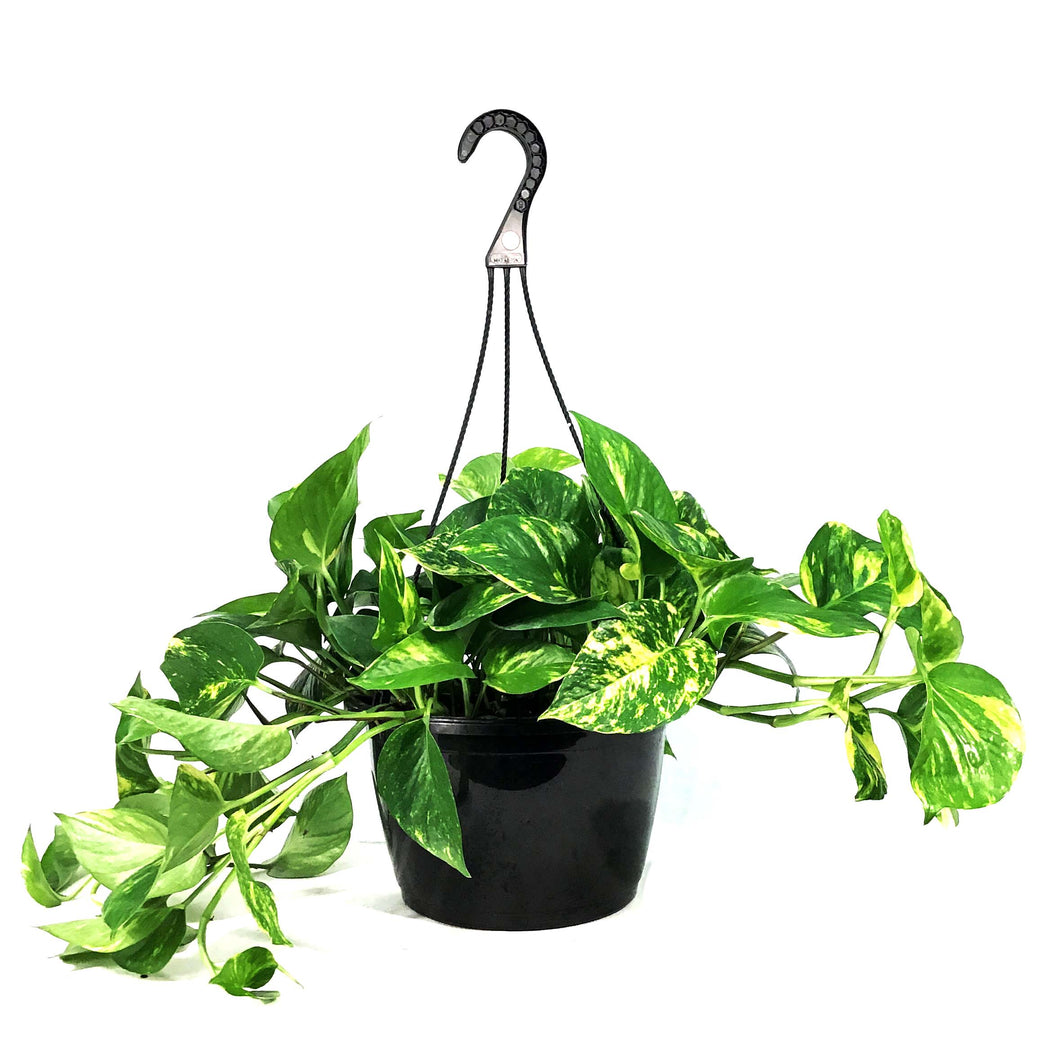 Pothos, 10in, Golden, Hanging Basket
