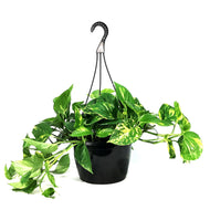 Pothos, 10in, Golden, Hanging Basket