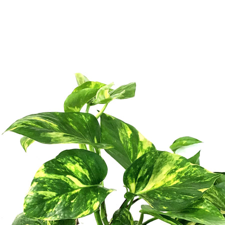 Pothos, 10in, Golden, Hanging Basket