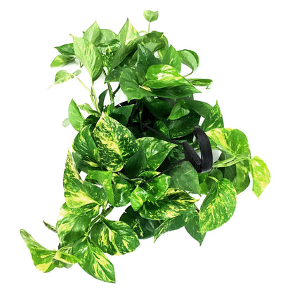 Pothos, 10in, Golden, Hanging Basket