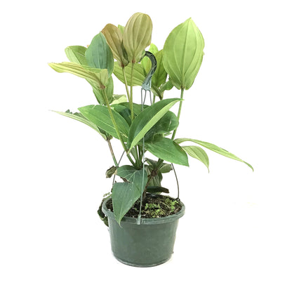 Medinilla, 10in, Malaysian Orchid - Floral Acres Greenhouse & Garden Centre