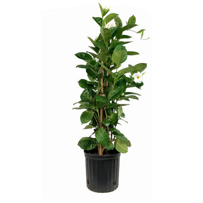 Mandevilla, 10in, White in a Trellis