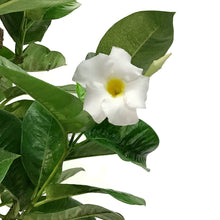 Load image into Gallery viewer, Mandevilla, 10in, White in a Trellis
