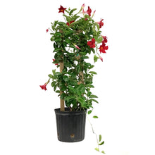 Load image into Gallery viewer, Mandevilla, 10in, Red in a Trellis
