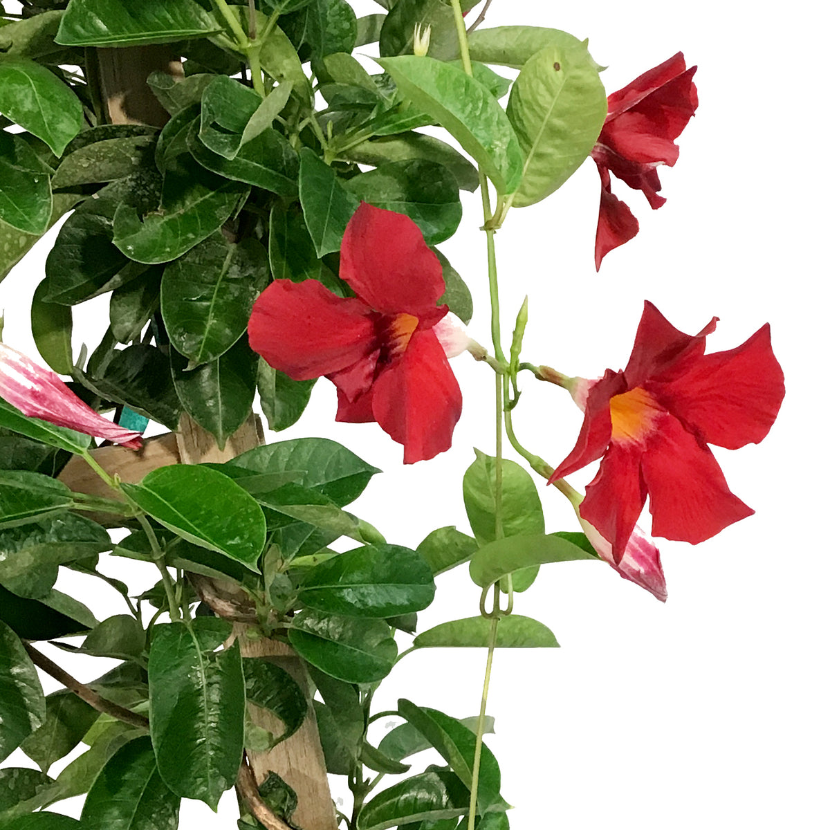 Mandevilla, 10in, Red in a Trellis