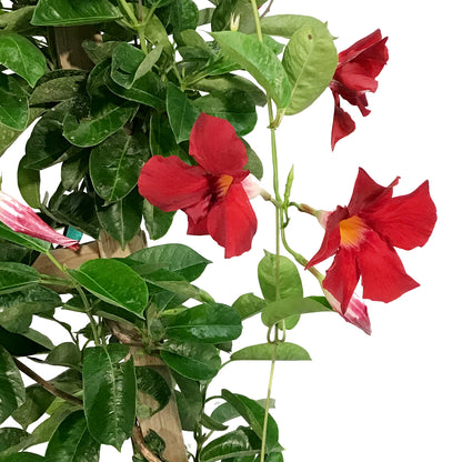 Mandevilla, 10in, Red in a Trellis