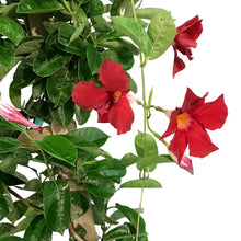 Load image into Gallery viewer, Mandevilla, 10in, Red in a Trellis
