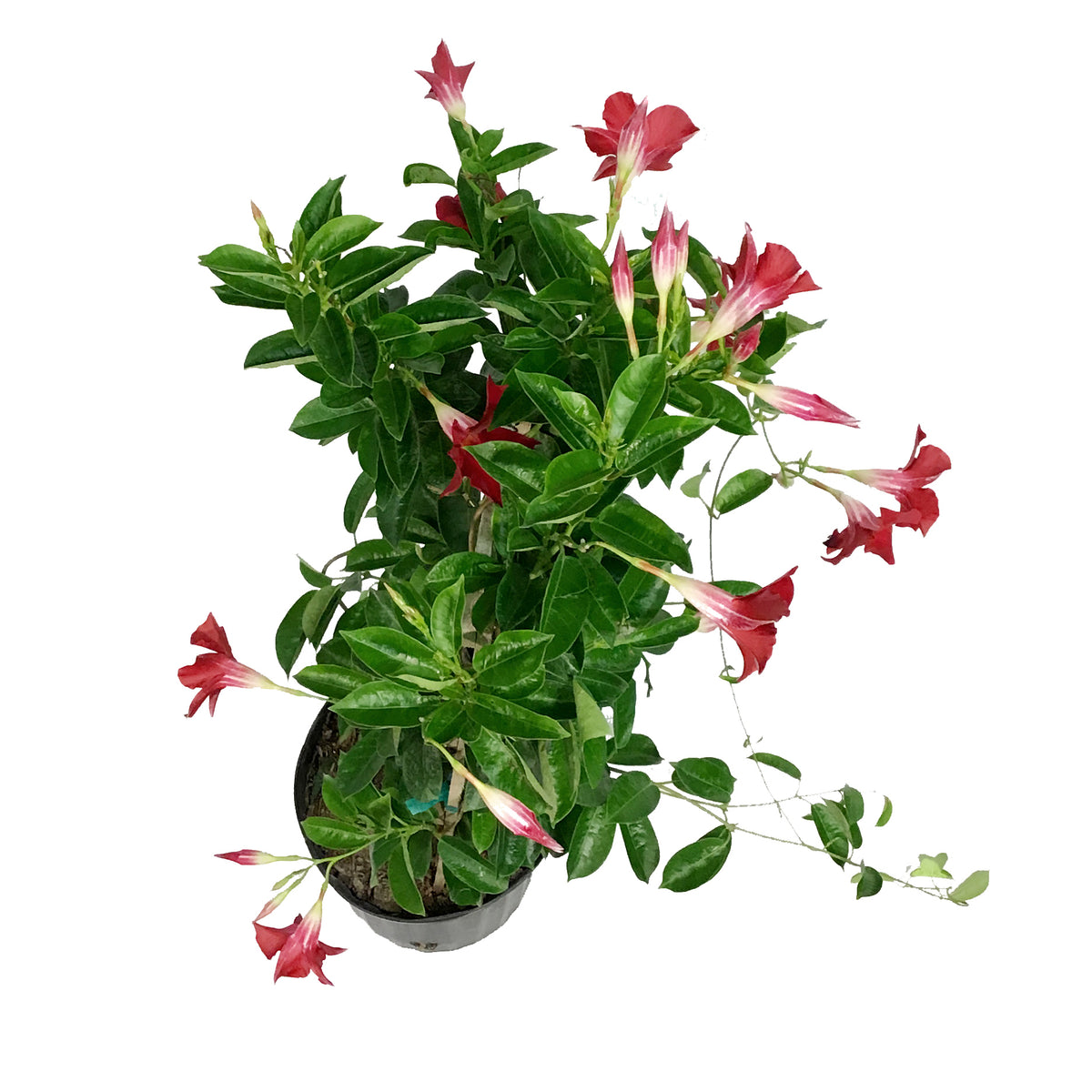 Mandevilla, 10in, Red in a Trellis