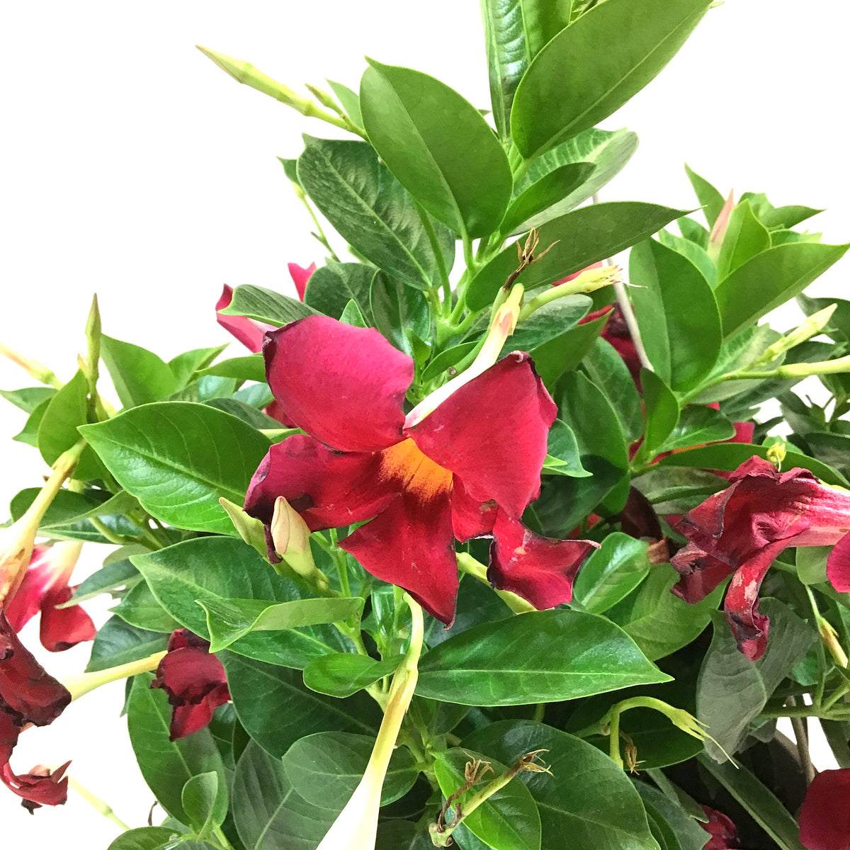 Mandevilla, 10in, Red, Hanging Basket - Floral Acres Greenhouse & Garden Centre