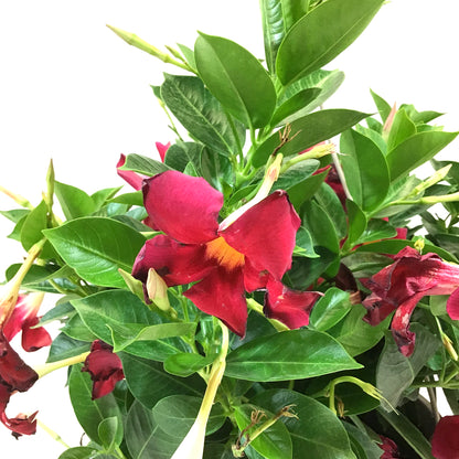 Mandevilla, 10in, Red, Hanging Basket - Floral Acres Greenhouse & Garden Centre