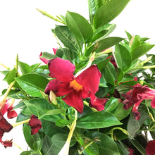 Load image into Gallery viewer, Mandevilla, 10in, Red, Hanging Basket - Floral Acres Greenhouse &amp; Garden Centre
