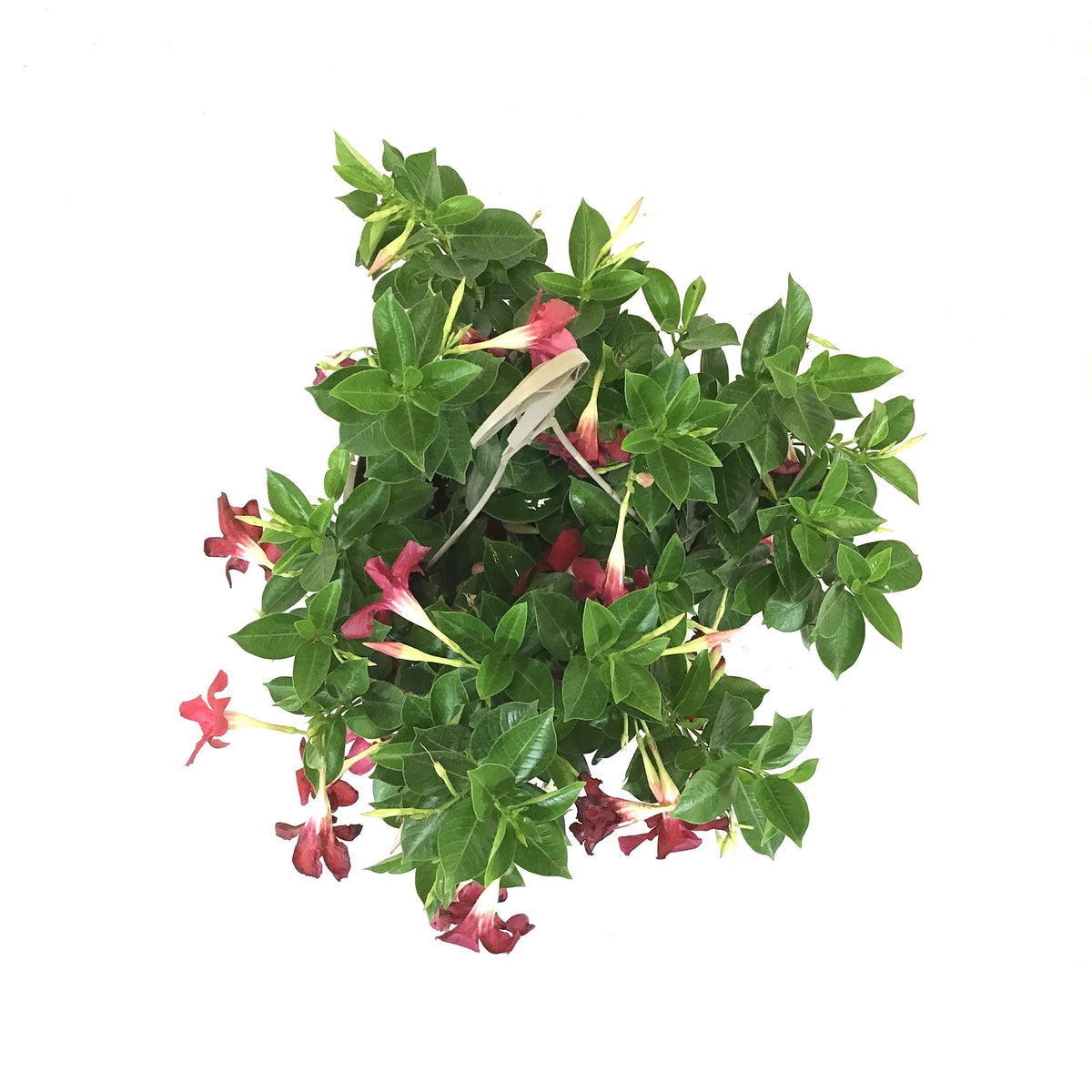 Mandevilla, 10in, Red, Hanging Basket - Floral Acres Greenhouse & Garden Centre