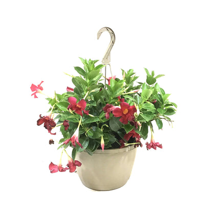 Mandevilla, 10in, Red, Hanging Basket - Floral Acres Greenhouse & Garden Centre