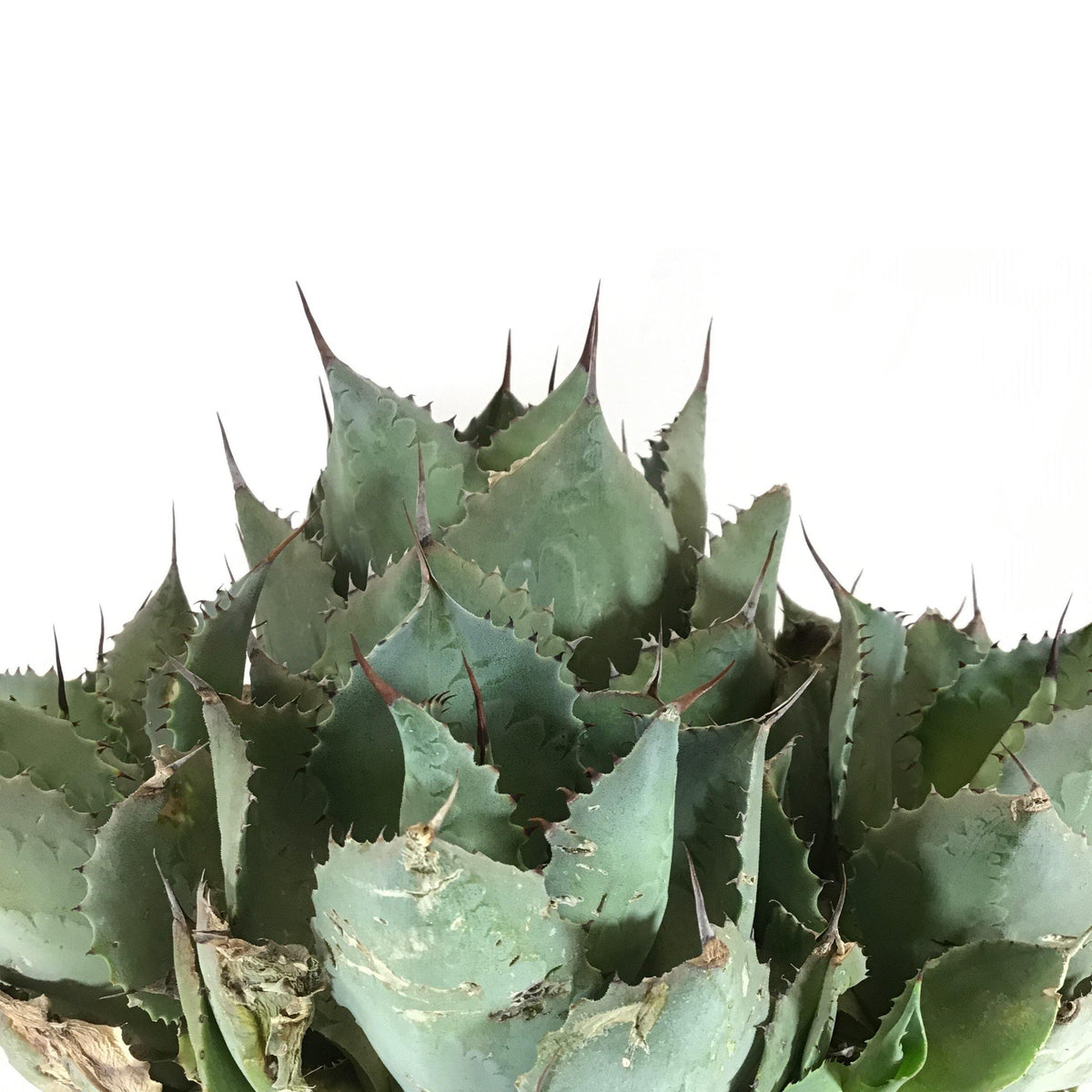 Agave, 8in, Bovicornuta Cow Horn - Floral Acres Greenhouse & Garden Centre