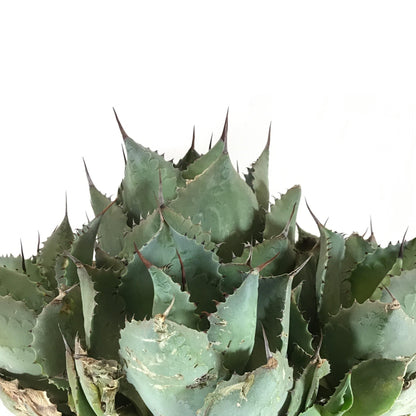Agave, 8in, Bovicornuta Cow Horn - Floral Acres Greenhouse & Garden Centre