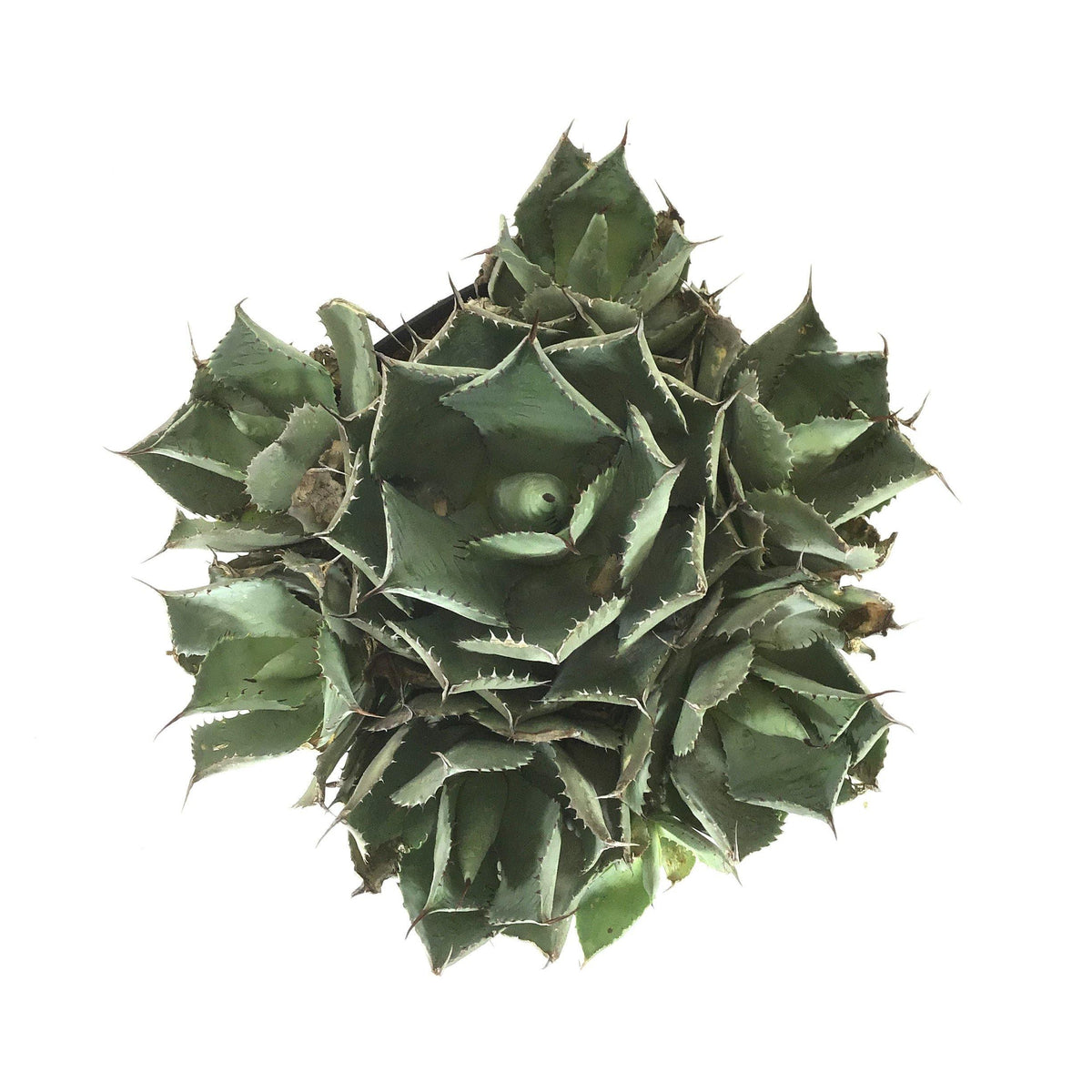 Agave, 8in, Bovicornuta Cow Horn - Floral Acres Greenhouse & Garden Centre