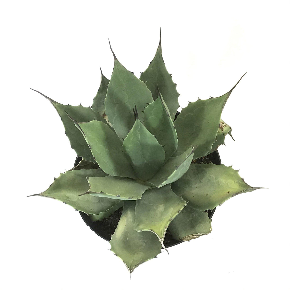 Agave, 8in, Victoriae-Reginae Queen Victoria - Floral Acres Greenhouse & Garden Centre