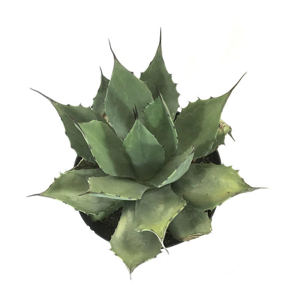 Agave, 8in, Victoriae-Reginae Queen Victoria - Floral Acres Greenhouse & Garden Centre