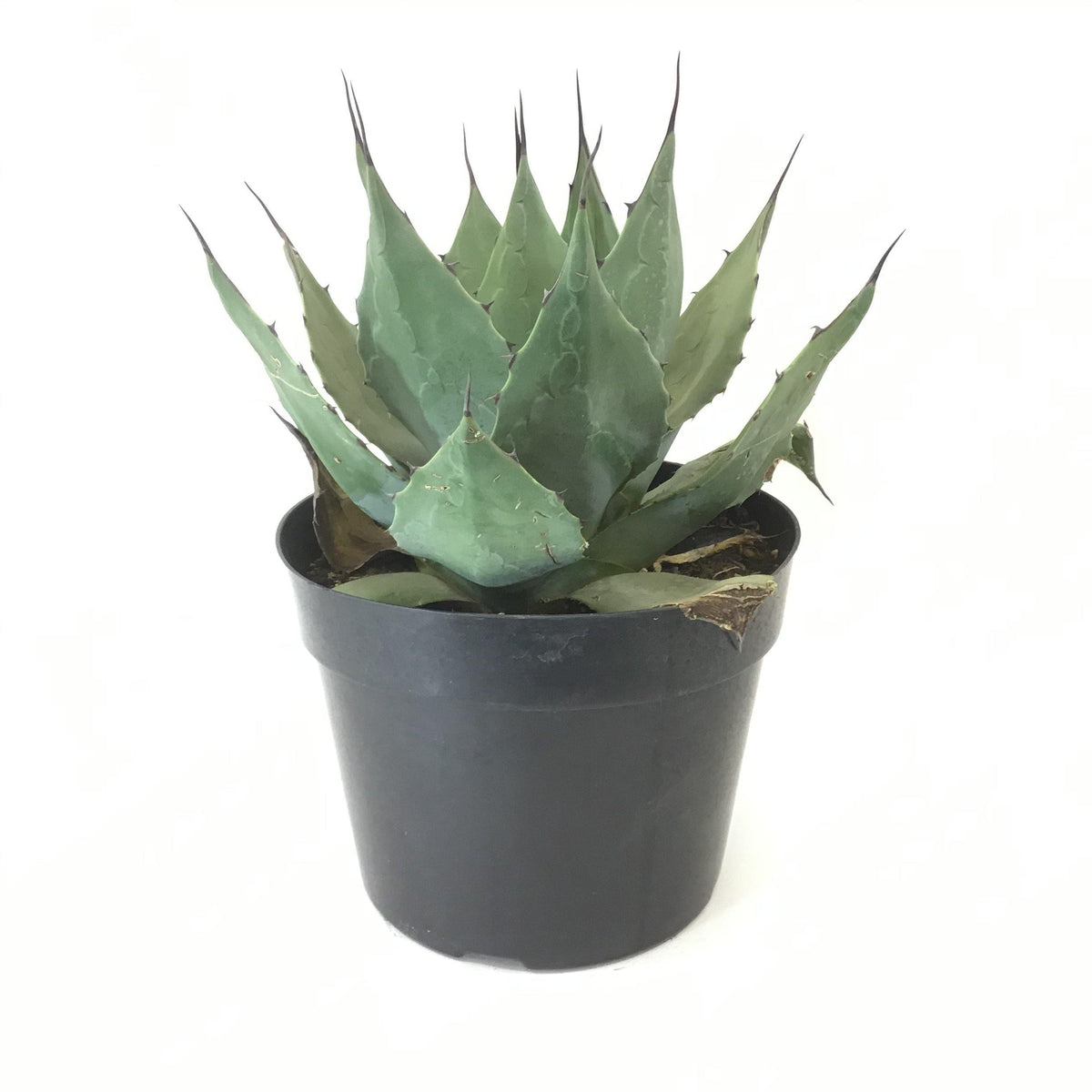 Agave, 8in, Victoriae-Reginae Queen Victoria - Floral Acres Greenhouse & Garden Centre