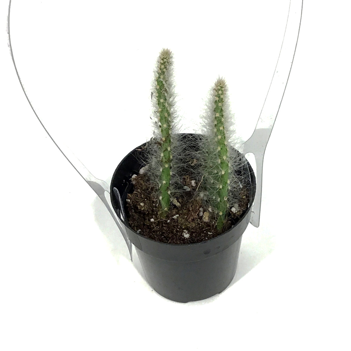 Cactus, 2.5in, Opuntia Prickly Pear 'Snow'