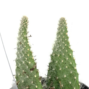 Cactus, 2.5in, Opuntia Prickly Pear 'Snow'