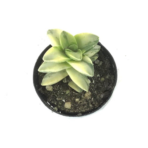 Succulent, 2in, Crassula Moonglow Variegated - Floral Acres Greenhouse & Garden Centre