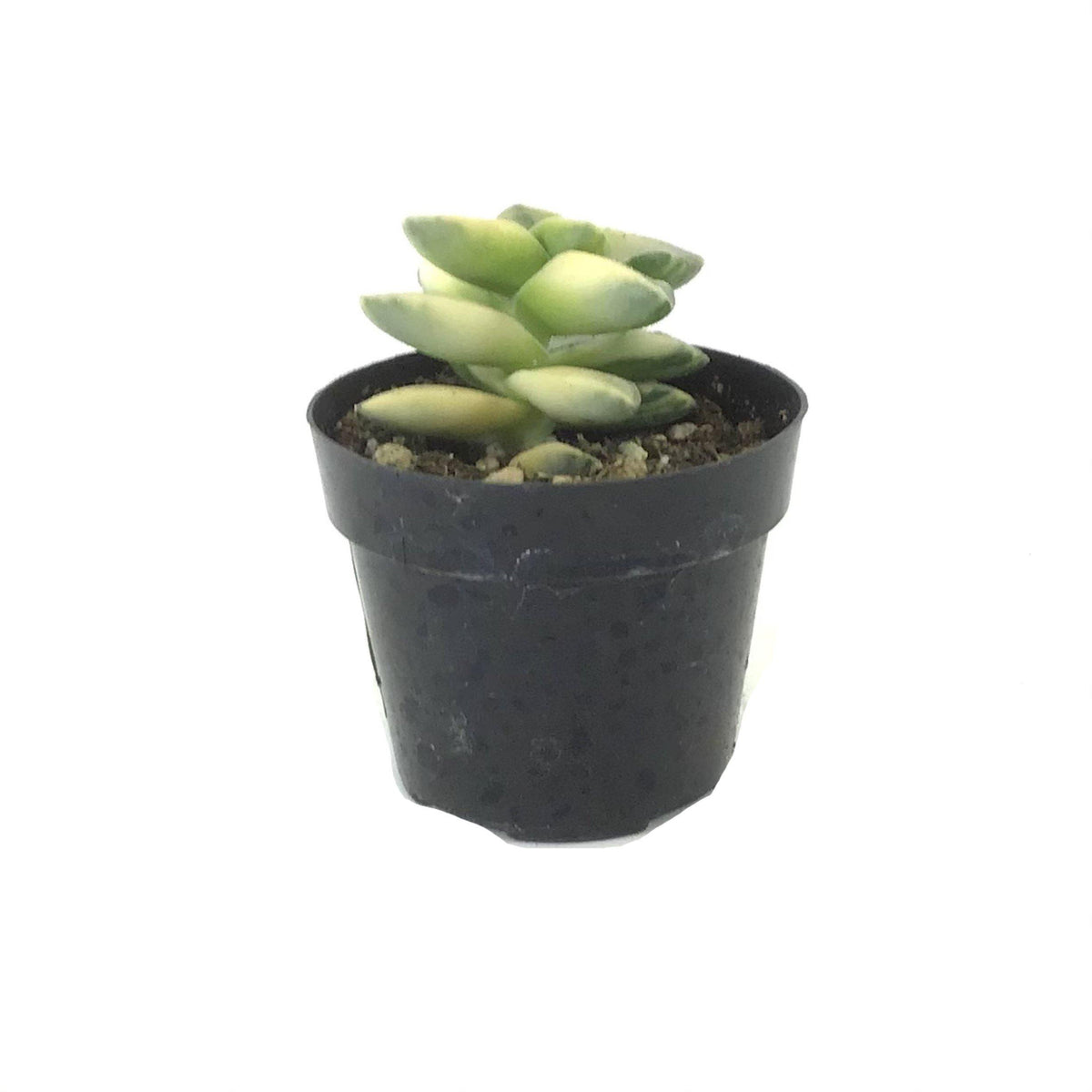 Succulent, 2in, Crassula Moonglow Variegated - Floral Acres Greenhouse & Garden Centre
