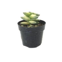 Load image into Gallery viewer, Succulent, 2in, Crassula Moonglow Variegated - Floral Acres Greenhouse &amp; Garden Centre
