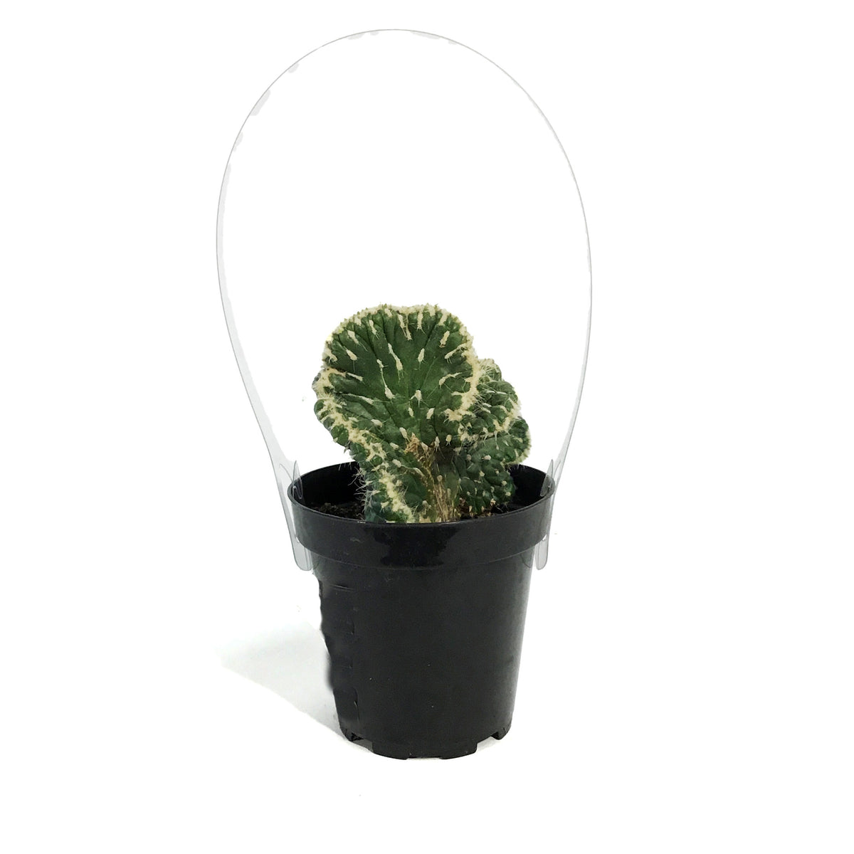 Cactus, 9cm, Opuntia Subulata Cristata