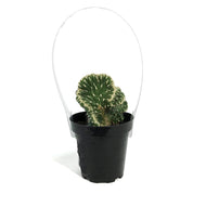 Cactus, 9cm, Opuntia Subulata Cristata