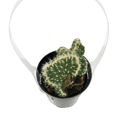 Cactus, 9cm, Opuntia Subulata Cristata