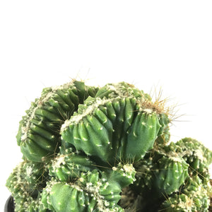 Cactus, 9cm, Bolivicereus Cactus Crest