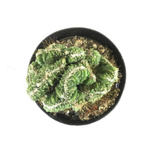 Load image into Gallery viewer, Cactus, 9cm, Bolivicereus Cactus Crest
