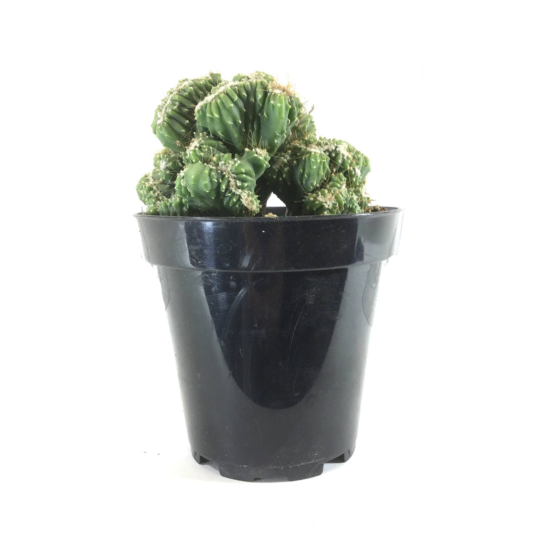 Cactus, 9cm, Bolivicereus Cactus Crest