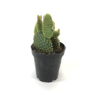 Cactus, 9cm, Opuntia microdasys 'Bunny Ears' - Floral Acres Greenhouse & Garden Centre
