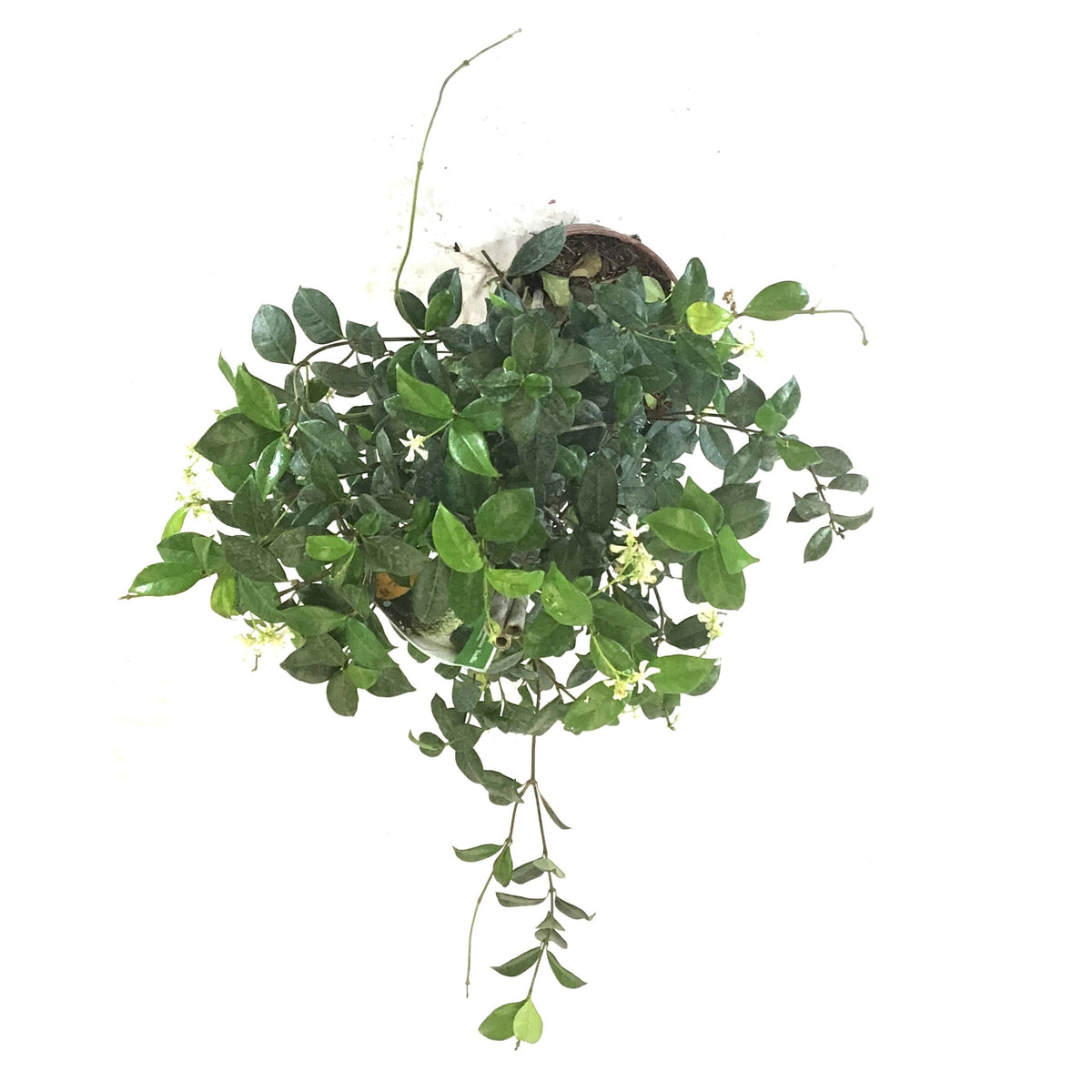 Jasmine, 10in, Confederate Trellis - Floral Acres Greenhouse & Garden Centre