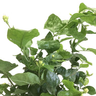 Jasmine, 10in, Arabian - Floral Acres Greenhouse & Garden Centre