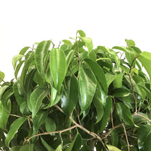 Load image into Gallery viewer, Ficus, 10in, Mini Amstel - Floral Acres Greenhouse &amp; Garden Centre
