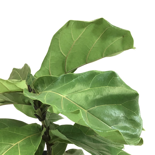 Ficus, 10in, Lyrata Bush - Floral Acres Greenhouse & Garden Centre