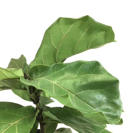 Ficus, 10in, Lyrata Bush - Floral Acres Greenhouse & Garden Centre