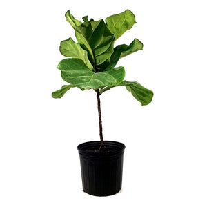 Ficus, 10in, Lyrata Standard