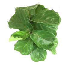 Load image into Gallery viewer, Ficus, 10in, Lyrata Bush - Floral Acres Greenhouse &amp; Garden Centre
