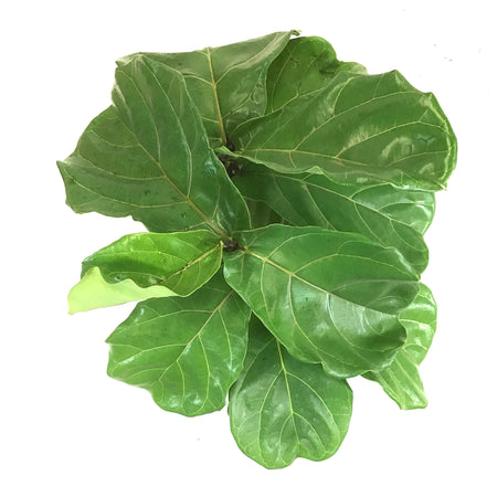 Ficus, 10in, Lyrata Bush - Floral Acres Greenhouse & Garden Centre