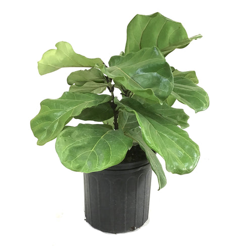 Ficus, 10in, Lyrata Bush - Floral Acres Greenhouse & Garden Centre