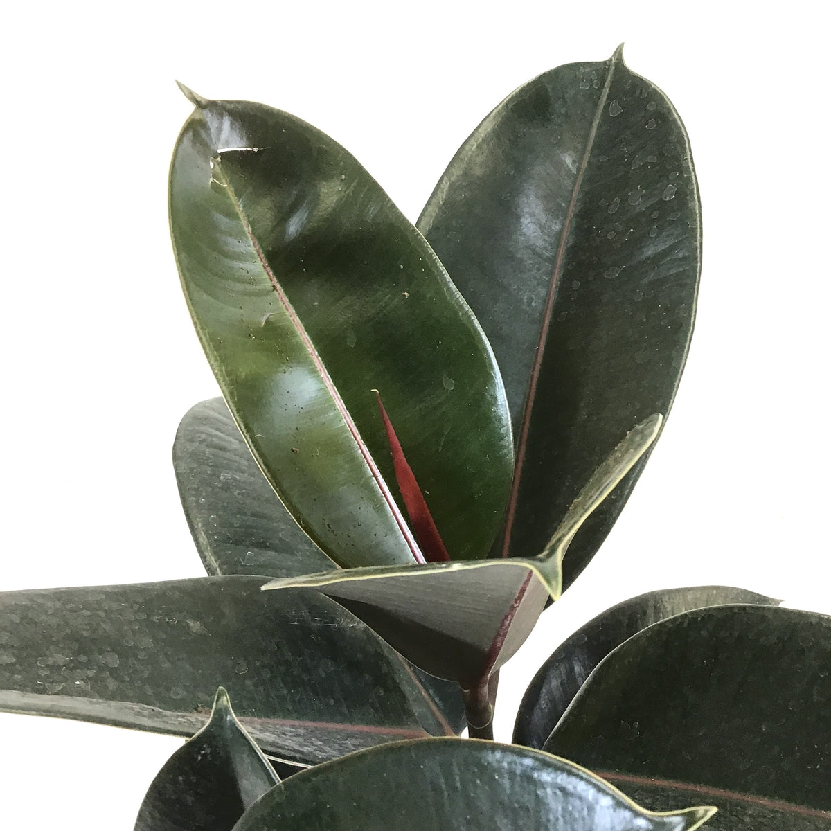 Ficus, 10in, Elastica Rubber Plant - Floral Acres Greenhouse & Garden Centre