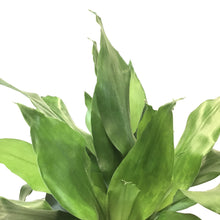 Load image into Gallery viewer, Dracaena, 10in, Janet Lind Cane 3/2/1 - Floral Acres Greenhouse &amp; Garden Centre
